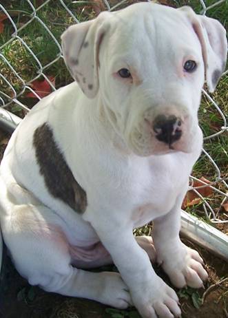 Close Up - Deuce the Bullypit as a puppy sitting in a yard against a chain link fence