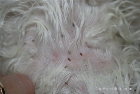 how long can dog lice survive without a host