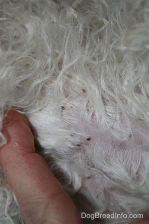 can dog lice go on humans