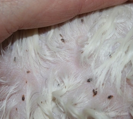 Close Up - A person is lifting the fur of a white dog to expose its canine lice