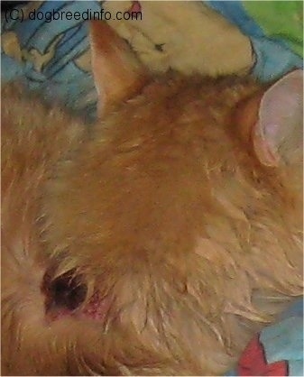 Cat laying on blanket with frostbite on its neck