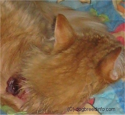 An orange Cat is laying on blanket with a frostbitten chunk of flesh on its neck