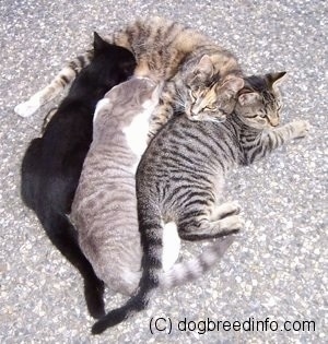 A Cluster of Cats cuddled in the middle of the street