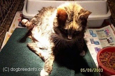 Bob the Cat sitting on a towel in the cage