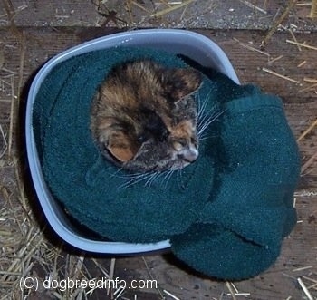 Close Up - Top down view of a Cat that is sitting in a bath of epsom salts and a towel.