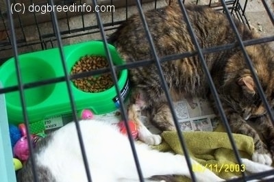 Close Up - Bob the Cats leg wound in a Cage