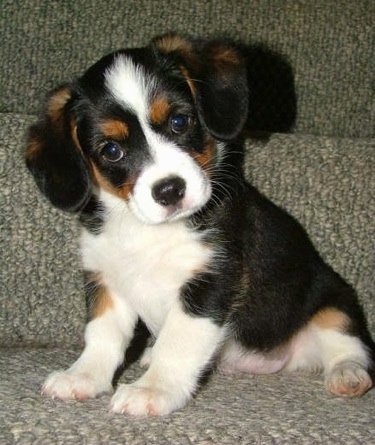 Close Up - Maggie the Cava-Corgi Puppy sitting on a couch with its head tilted to the left