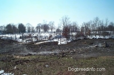 A steaming field of dead trees