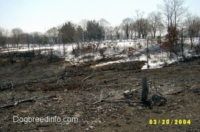 A dirt path and a bunch of dead trees