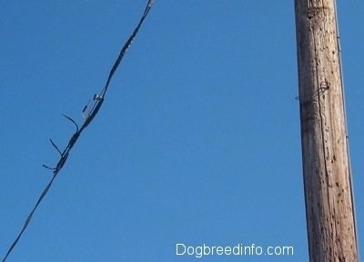 A Cut power line in Centralia Pa