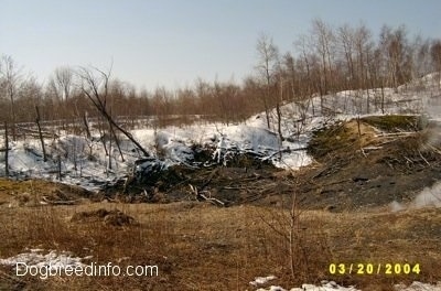 A field of dead fallen and burnt trees