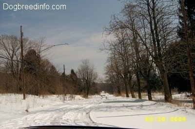 A Road covered in snow surrounded by trees