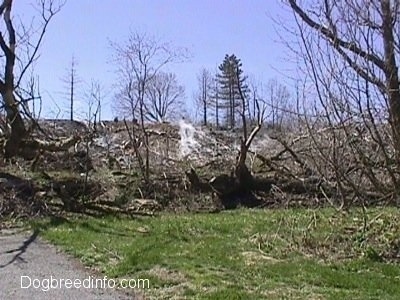 Fallen Trees in a field with steam coming from the ground