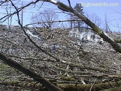 In the foreground is a fallen tree. Steam is coming from the other side