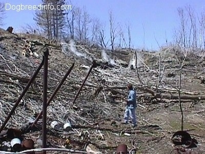 the bottom of a hill filled with dead fallen trees