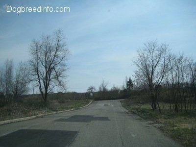 An Empty Centralia Street that is not overrun by greenery