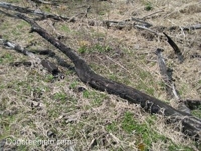 Close Up - Dead Fallen trees