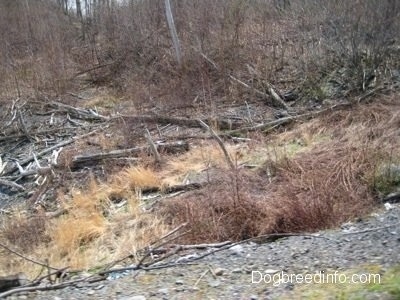 Fallen trees in the fields of Centralia