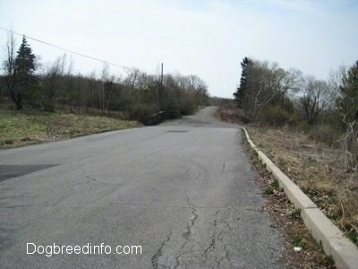 Empty Streets of Centralia PA - Centre Street with trees lining the side of the road