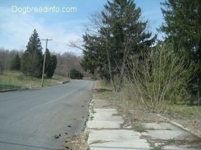 Trees and greenery all through the sidewalk and streets of Centralia PA - Centre Street