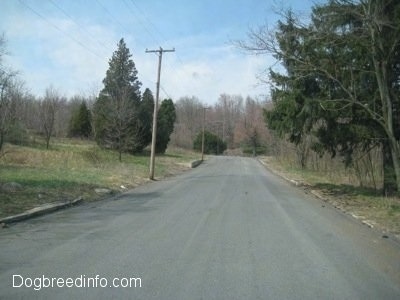 greenery all through the Empty Streets of Centralia PA - Centre Street