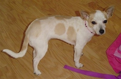 A small mix breed, white with tan Chihuahua/West Highland White Terrier dog is standing on a hardwood floor in front of a pink backpack. It is looking to the right of its body.