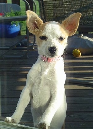 Keely the Chestie puppy on a wooden deck jumped up at a railing and looking at the camera holder with deck furniture and a yellow toy dog ball behind her