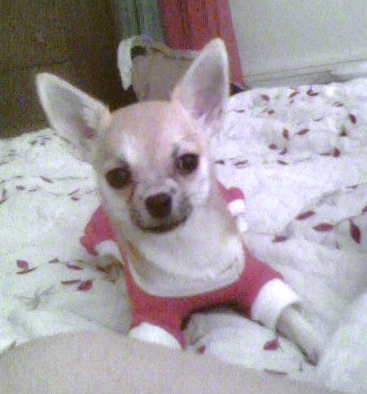 Tiqi the tan and white Chihuahua is laying on a bed and looking at the camera holder