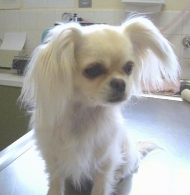 Stanley the Chilier sitting on a metal grooming table and looking to the right