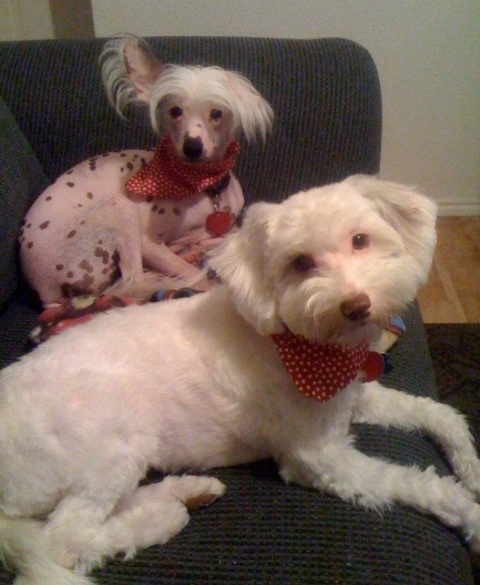 chinese crested powder puff poodle