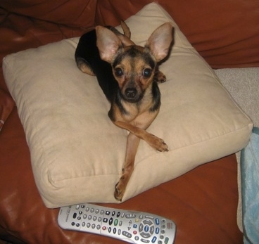 I already knew my pup is a chihuahua mix but I couldn't figure out where his muscular body came from. DNA came back as 23% min pin so I compared him to
