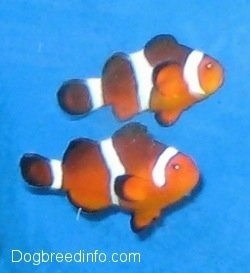 Two orange, white and black striped Clownfish on over top of another are swimming to the right