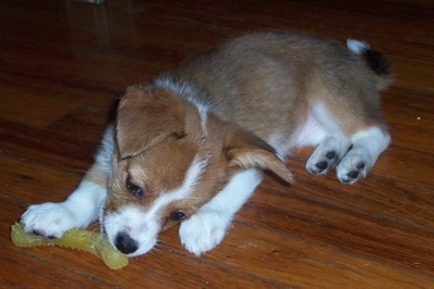 Jody the Corillon puppy is laying on a hardwood floor and chewing on a yellow jelly teething toy