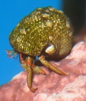 A brown saltwater aquarium crab is standing on a pink rock