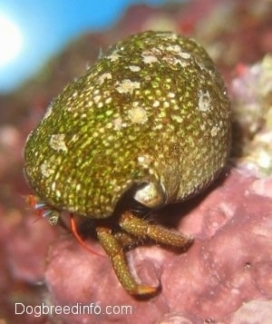 Close Up - A brown saltwater aquarium crab is standing on pink coral