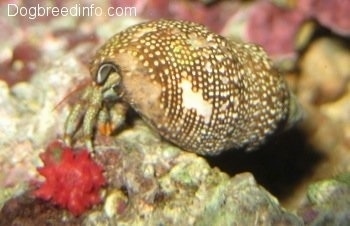 Close Up - A brown saltwater aquarium crab is standing on a rock