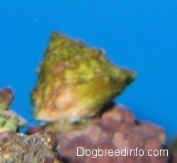 Close Up - A green saltwater aquarium crab is in its shell on top of a rock