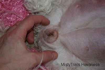 Puffy Dog Vagina