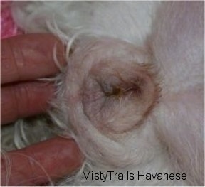 Close Up - Puffy Dog Vagina