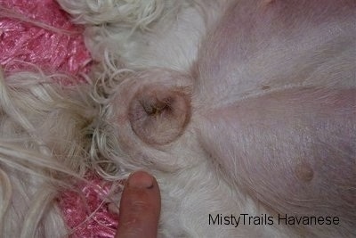 Hand pointing to a Puffy Dog Vagina