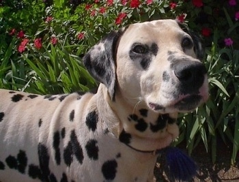 Close Up - A Dalmatian is standing in front of a colorful bed of flowers