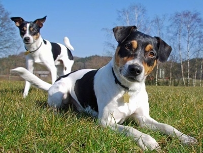 danish swedish farmdog