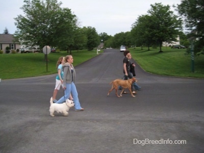 what side do guide dogs walk on