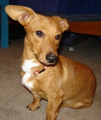 Close Up - A large-eared tan and white Dorgi is sitting on a carpet and there is a bed behind it