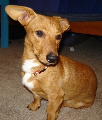 dachshund corgi mix for sale