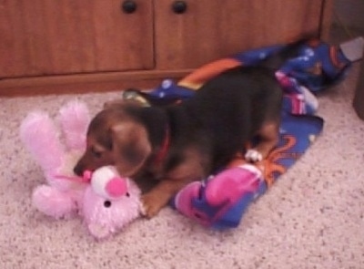 Daisy the black and tan Dorgi puppy is laying in front of a wood cabinet on a carpet on top of a blue, pink , black and brown blanket and chewing on a pink cat plush doll