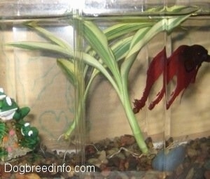 A Dracaena Variegatus plant is in an aquarium next to a red beta fish