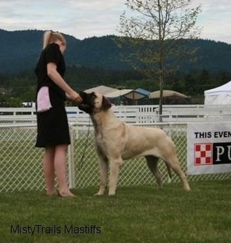 A tan with black English Mastiff is standing in grass in front of a small gate at a dog show. The Mastiff is being given a treat by a blonde haired girl in a black dress.