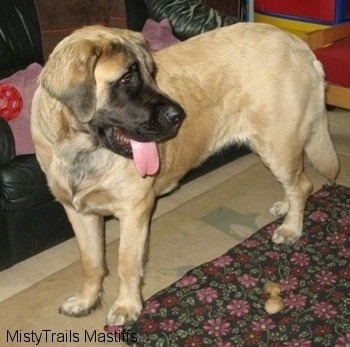 Front side view - A tan with black English Mastiff is standing next to a couch. Its mouth is open and tongue is hanging low.