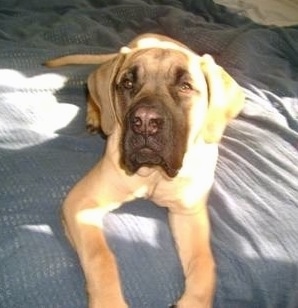 A tan with black English Mastiff dog is laying on a human's bed that has a blue blanket on it and looking up. There is a beam of sun shining on the dog.